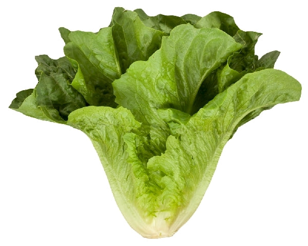Romaine Lettuce (local)