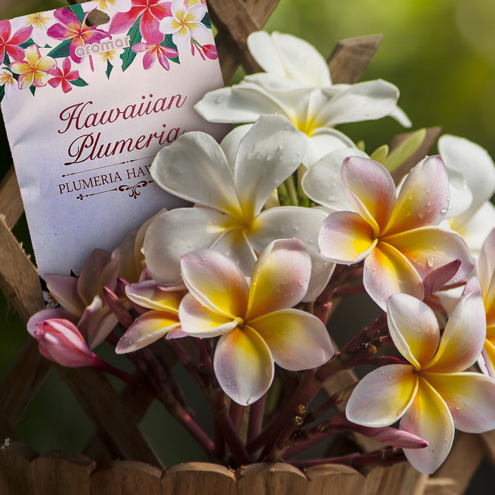 AROMAR Fragrance Sachet 2PCS Pack Hawaiian Plumeria DP3318