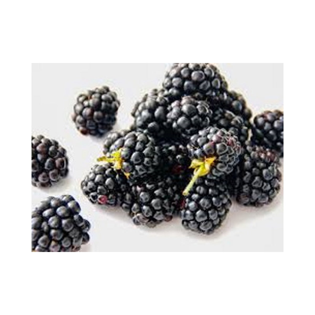 Blackberry 170g Pkt