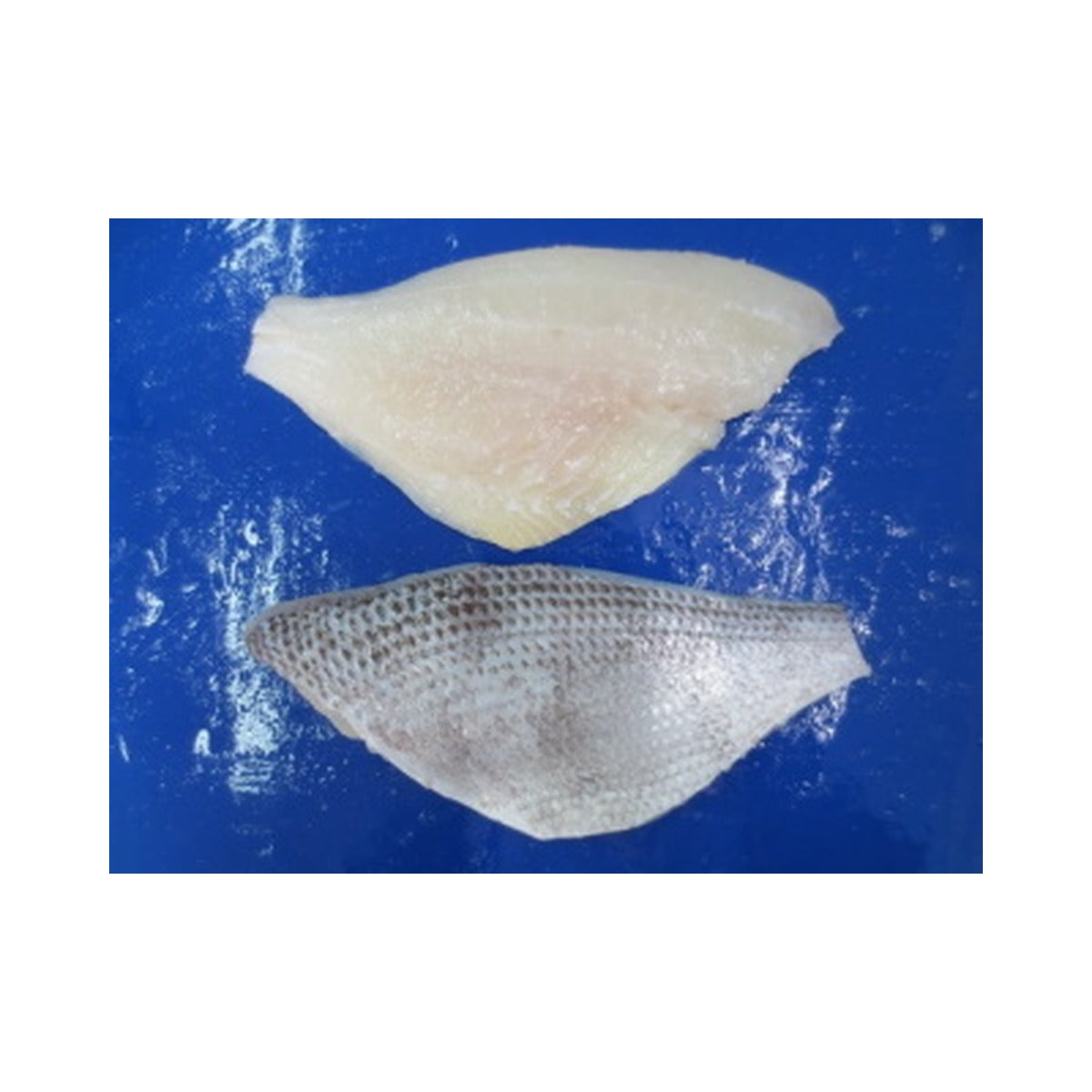 Fish Wild Grey Snapper Fillet /kg