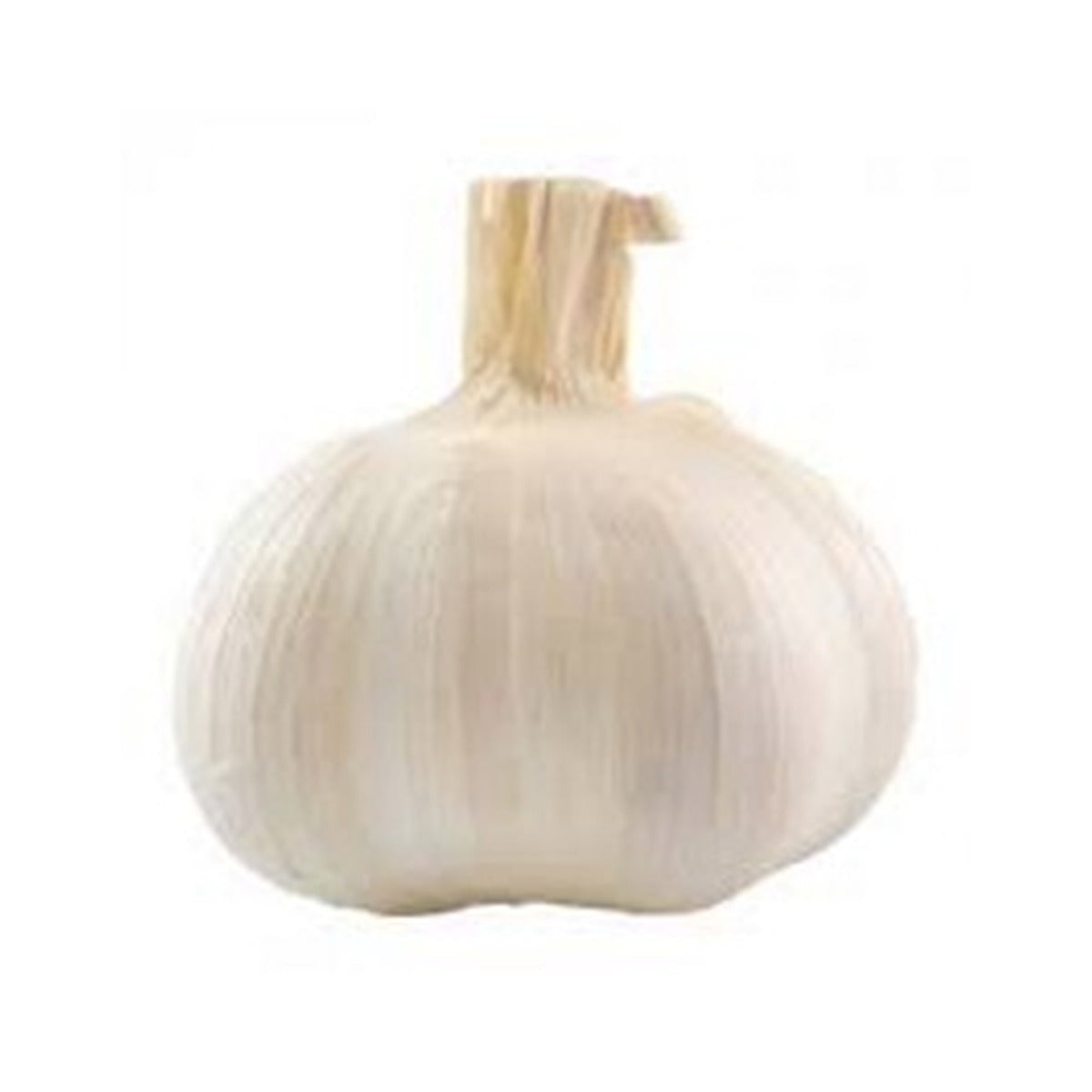 Herbs/Seasoning Garlic / bulb