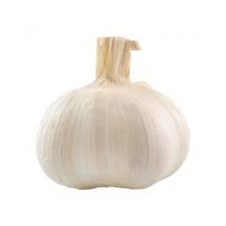 Herbs/Seasoning Garlic / bulb