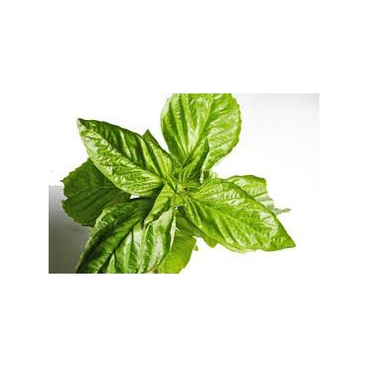 Basil Local /Pk
