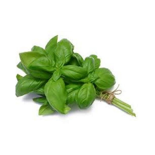 Basil Imported/ pk