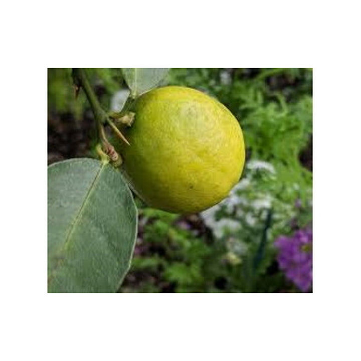 Lemons West Indian /Ea