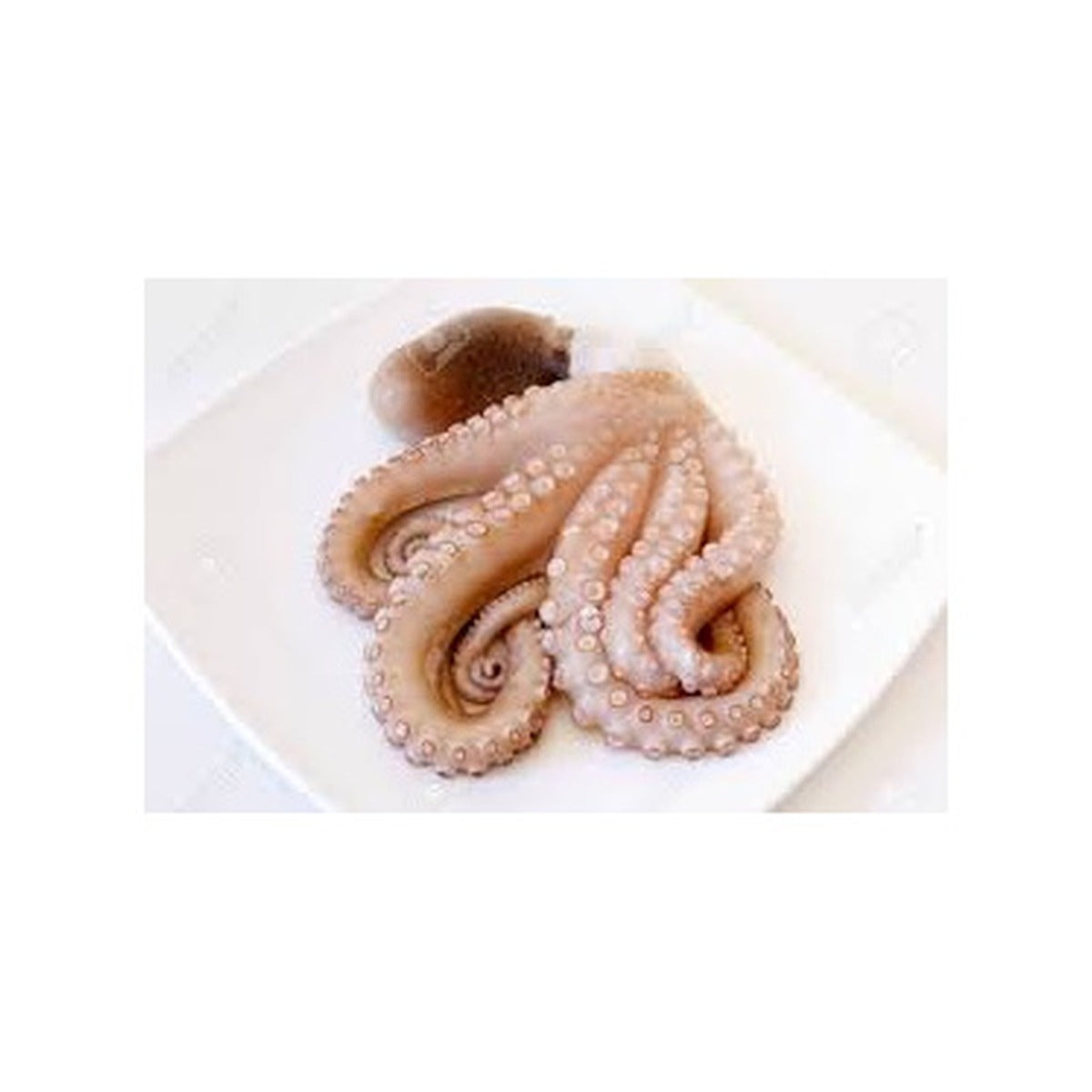 Octopus / kg