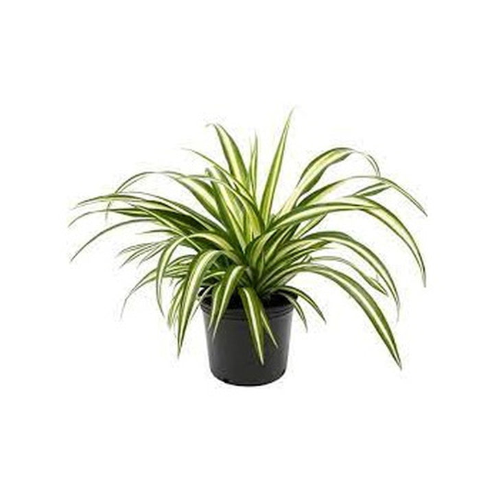 Spider Plant