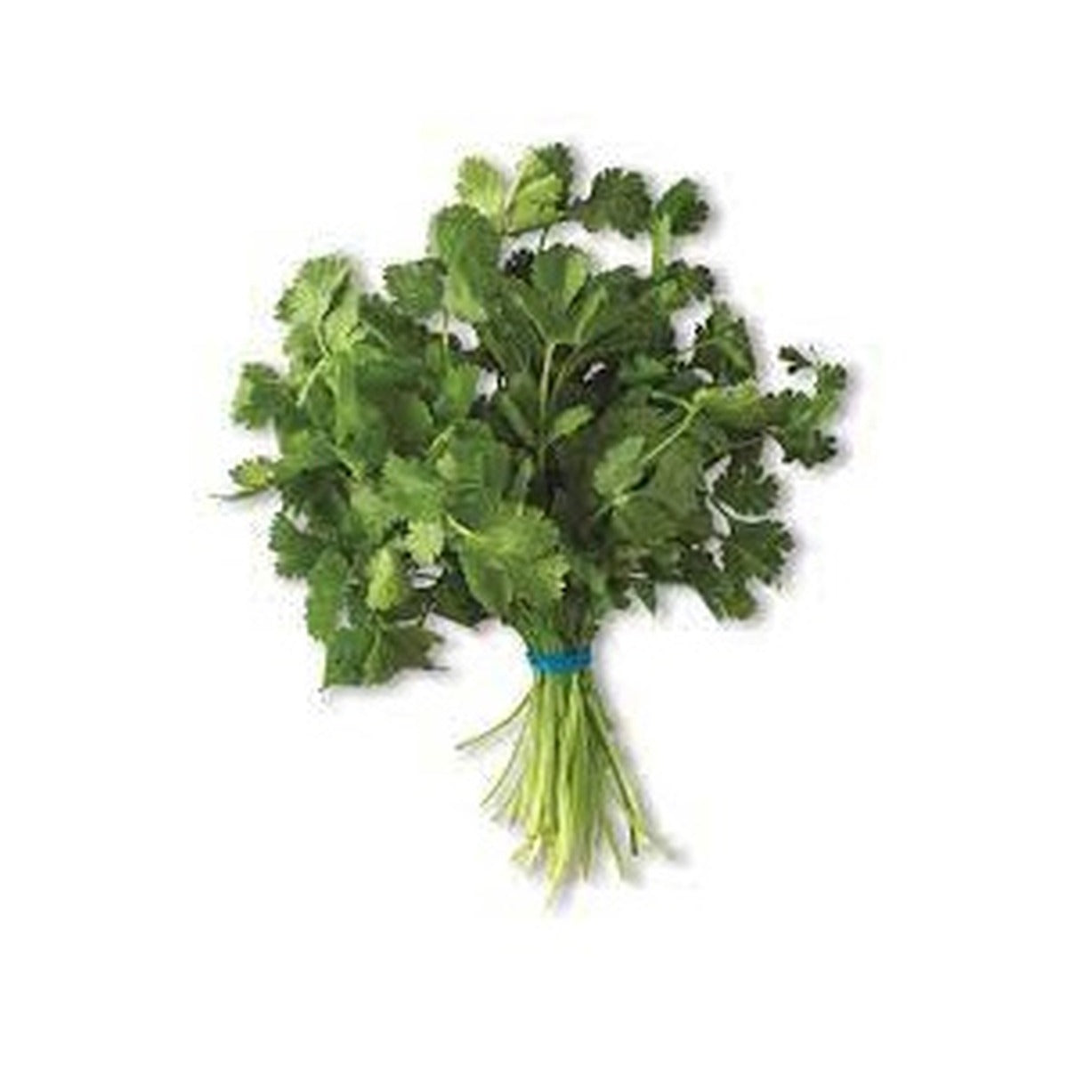 Cilantro/ Parcel