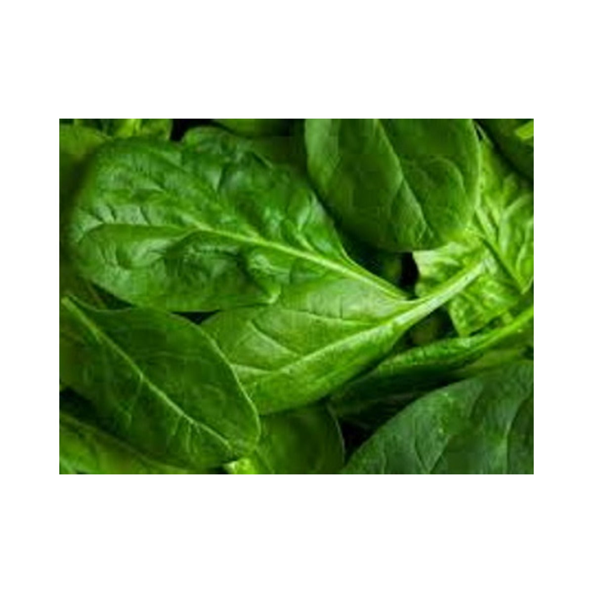 Spinach 8oz Pkt