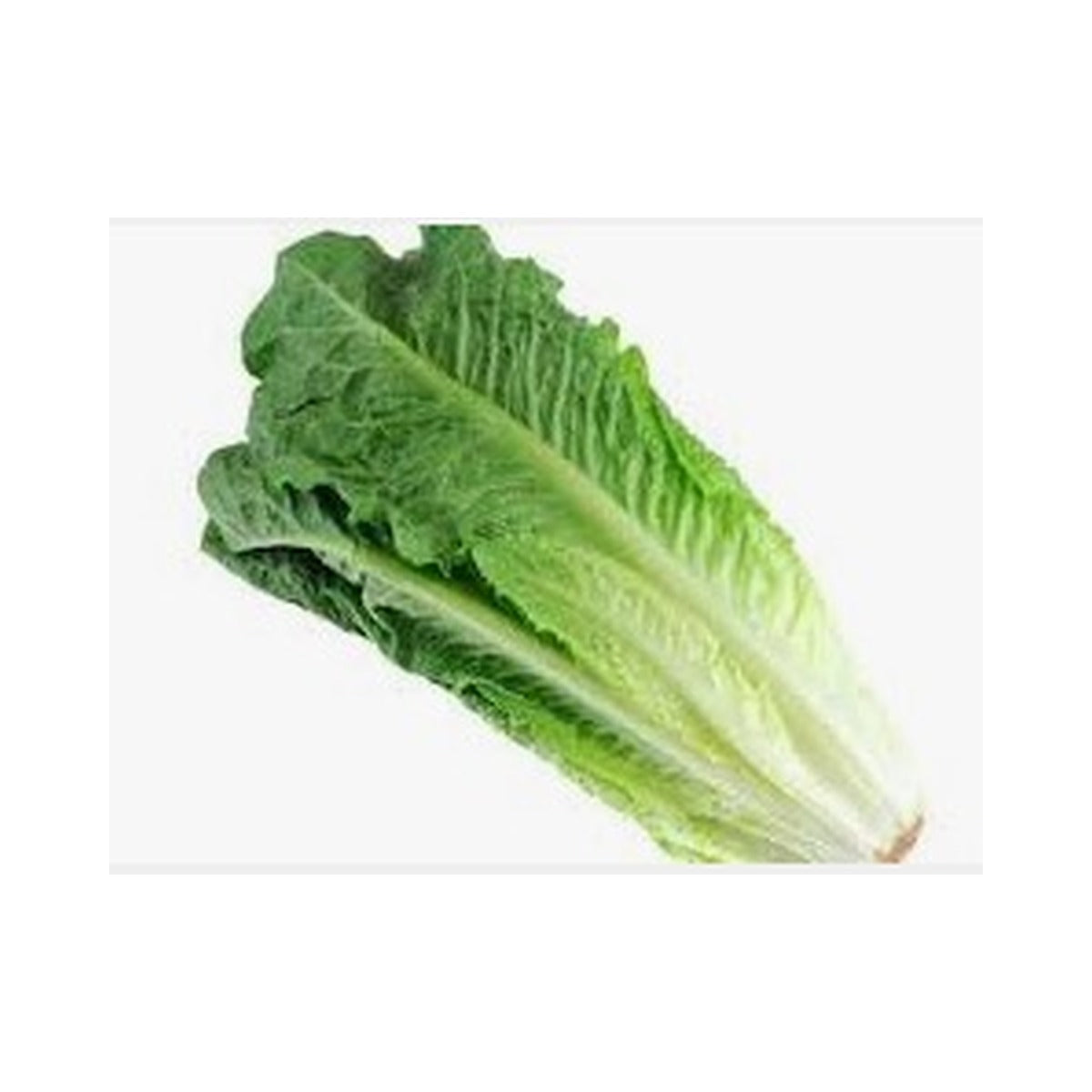 Lettuce Romaine /Pkt